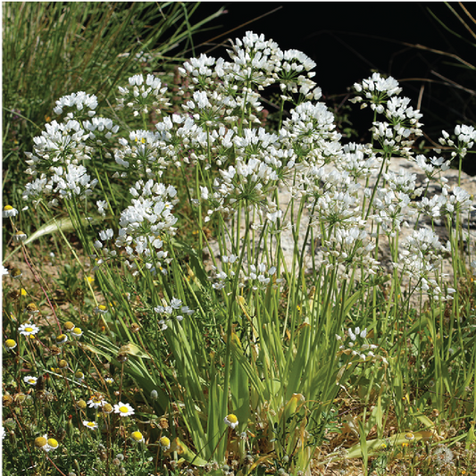 Allium Neapolitanum