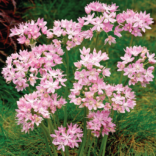 Allium Roseum