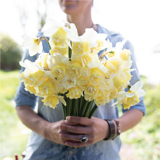 Popeye Daffodil Bulbs